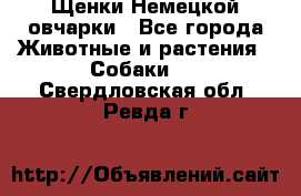 Щенки Немецкой овчарки - Все города Животные и растения » Собаки   . Свердловская обл.,Ревда г.